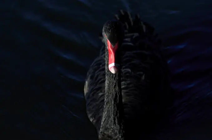 Los 10 Cisnes Negros que pueden cambiar 2023