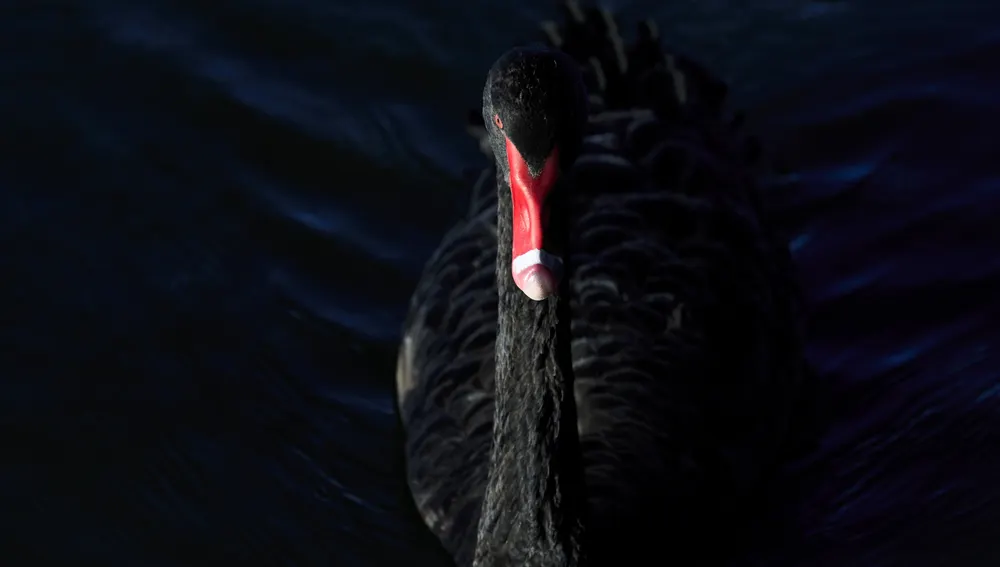 Los Cisnes Negros son hechos improbables con una enorme repercusión