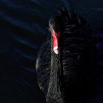 Los Cisnes Negros son hechos improbables con una enorme repercusión