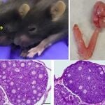 Investigación oncológica dirigida por Alberto M. Pendás, del Centro de Investigación del Cáncer (Universidad de Salamanca-CSIC)