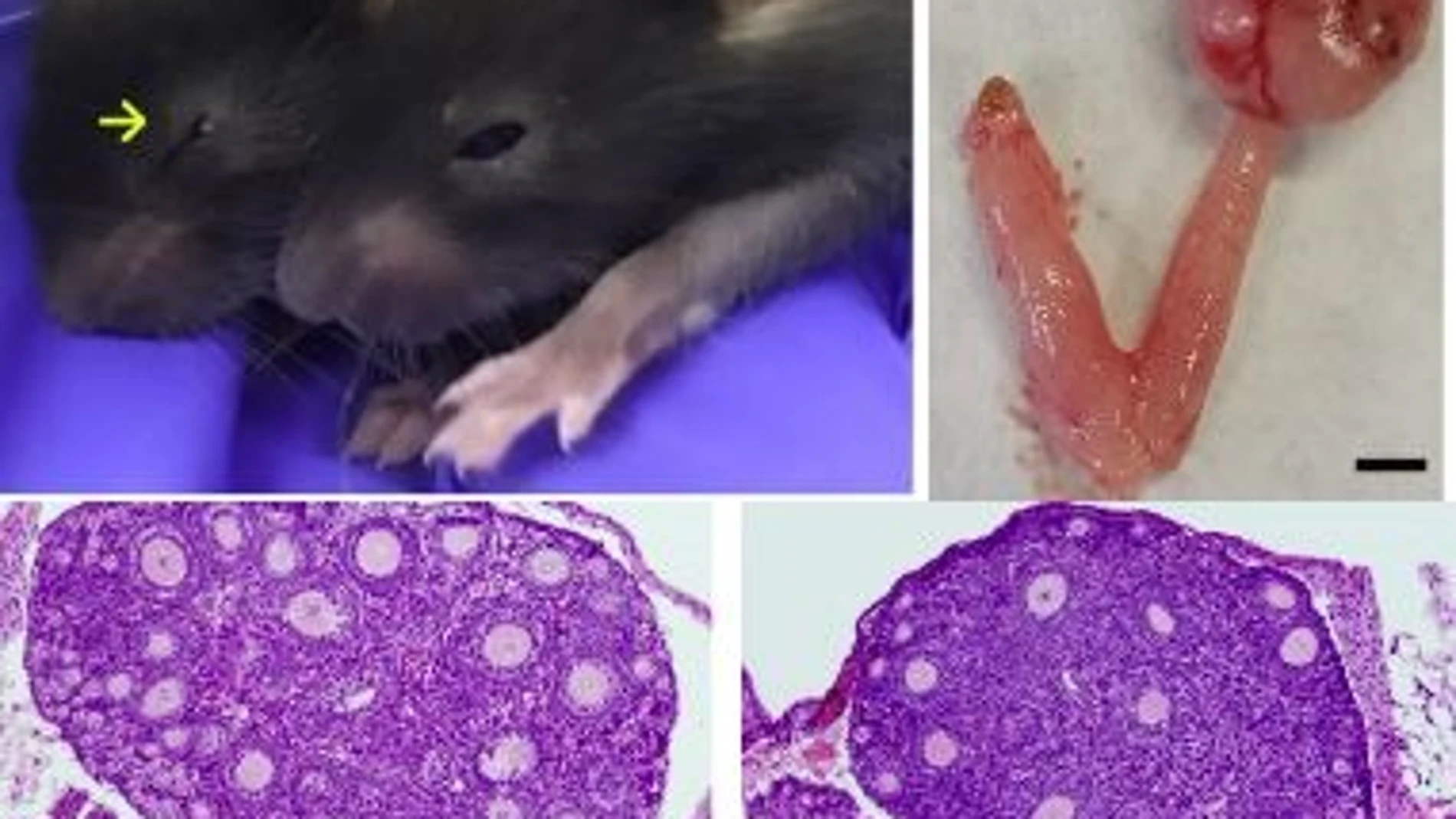 Investigación oncológica dirigida por Alberto M. Pendás, del Centro de Investigación del Cáncer (Universidad de Salamanca-CSIC)