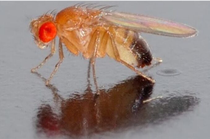 Imagen de una mosca. CSIC