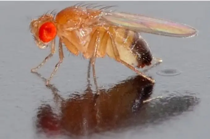 Las moscas nos revelan cómo envejecen nuestras células
