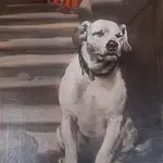 Retrato dedicado al Perro Paco
