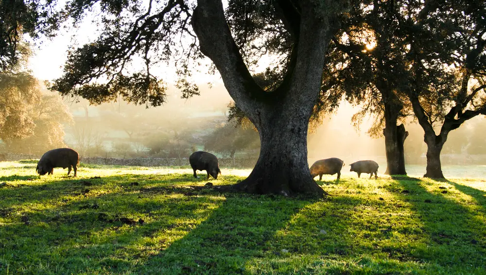 Cada cerdo de belotta 100% ibérico disfruta de 2 hectáreas de dehesa