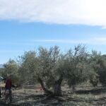 Recogida de aceituna en campaña
