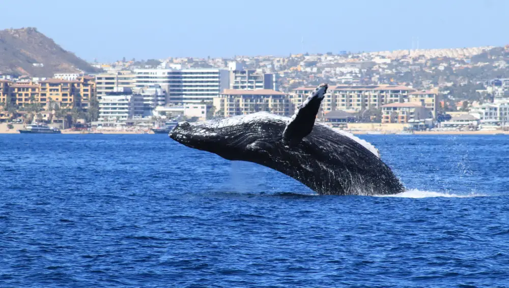 La mejor época para ver ballenas jorobadas es de diciembre a abril