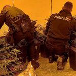 La Policía Nacional encuentra una plantación de marihuana tras un aviso de persona fallecida