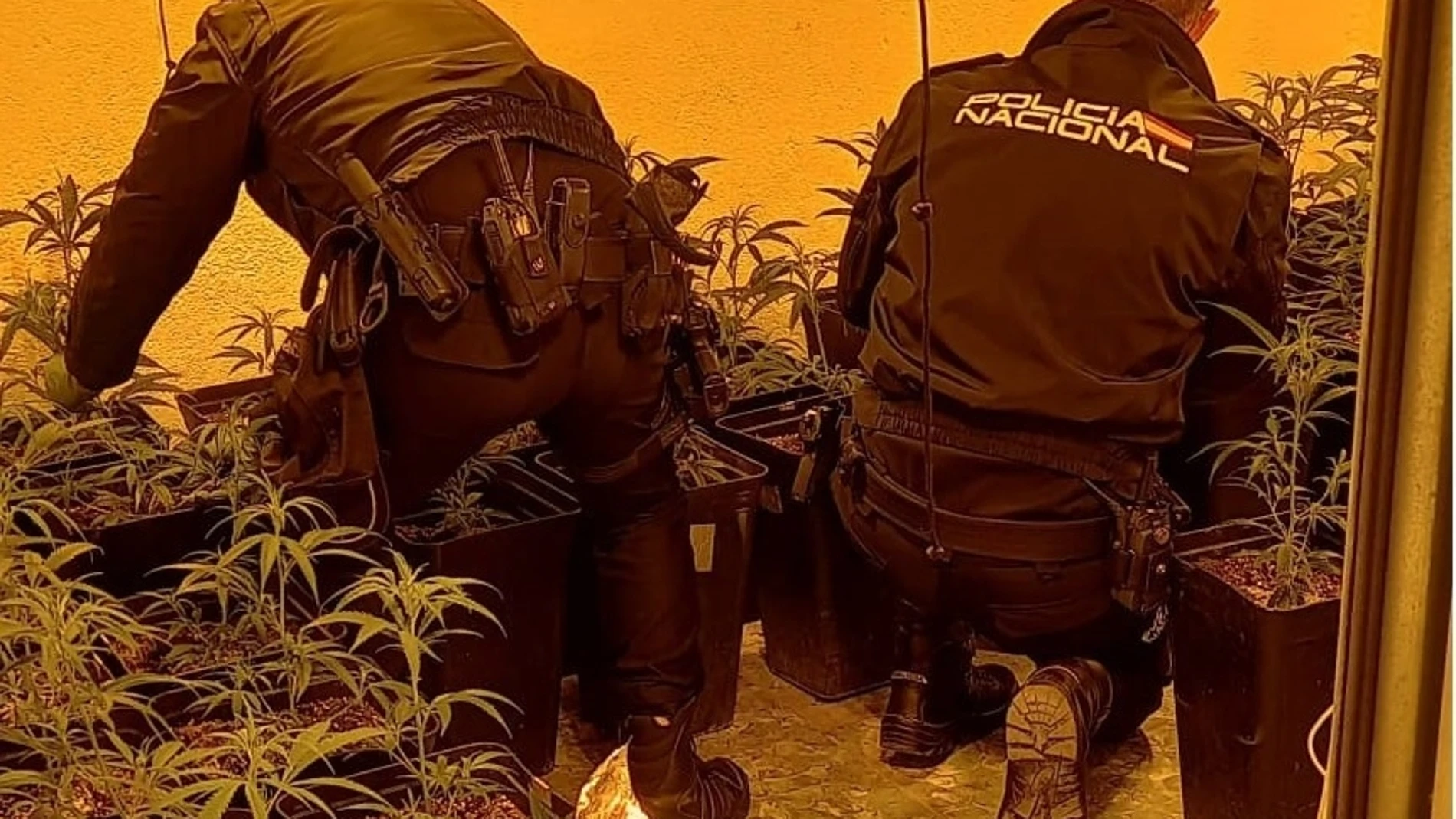 La Policía Nacional encuentra una plantación de marihuana tras un aviso de persona fallecida