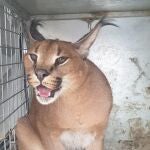 Caracat recuperado en un jardín de Marbella