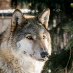 Imagen de un perro lobo checoslovaco similar a los que han atemorizado a los vecinos de Requena y Yátova