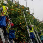 Operarios en una calle de Sevilla recogiendo naranjas amargas