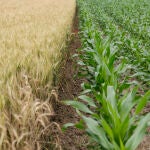 El amoniaco es un ingrediente esencial de los fertilizantes que han permitido incrementar la productividad agrícola a nivel mundial