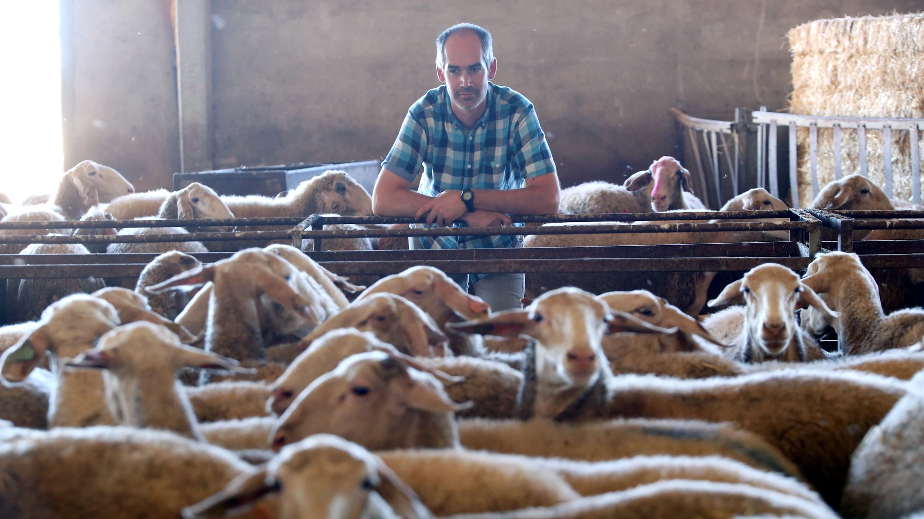 Explotación ganadera de ovino de leche de Castilla y León