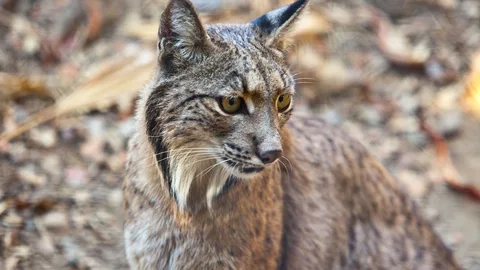 Lince ibérico