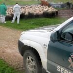 Detienen al dueño de una explotación de ovino de Tierra del Pan (Zamora) por maltrato animal