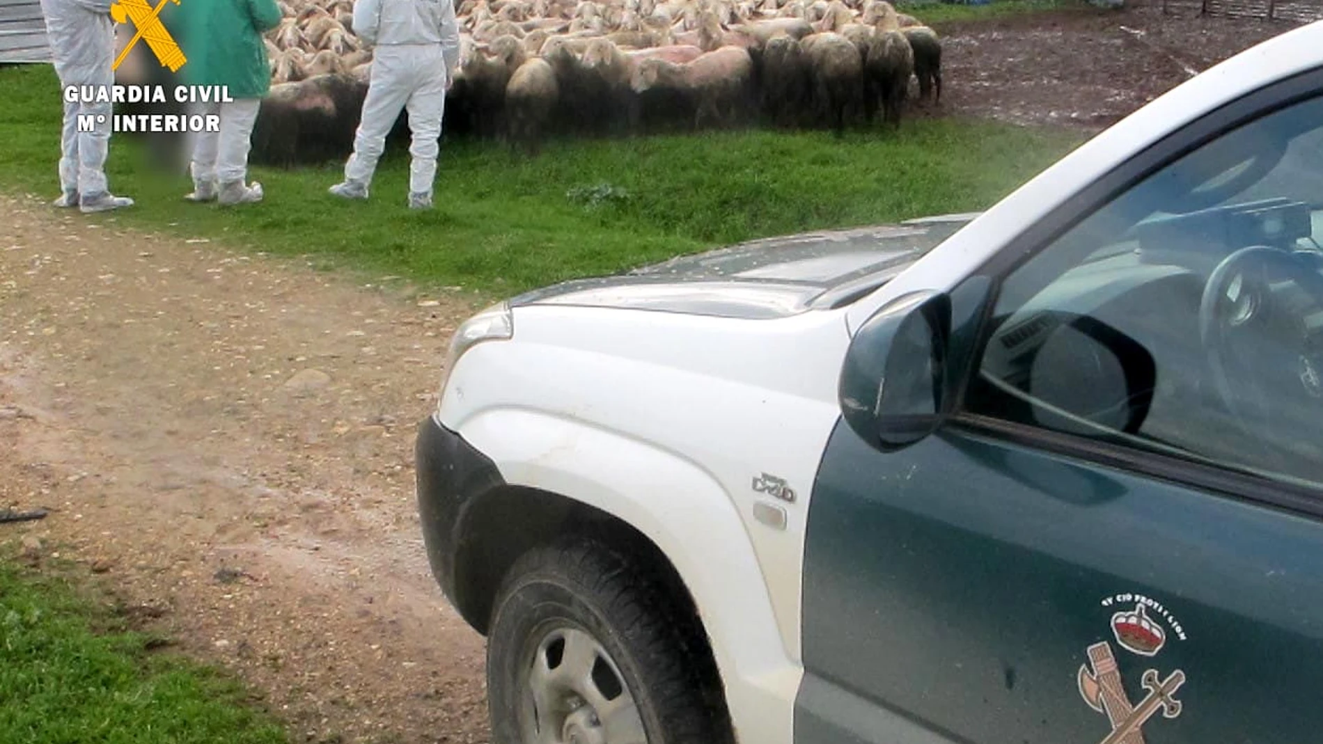 Detienen al dueño de una explotación de ovino de Tierra del Pan (Zamora) por maltrato animal