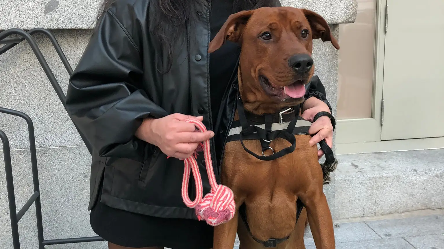 Manny acudió junto a Miriam, su dueña, y es un gran fan de los guías caninos