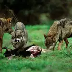 Ataques de lobos