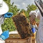 Dos apicultores con un panal