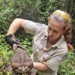 Kylee Gray, una guardabosques del Departamento de Medio Ambiente y Ciencia de Queensland, sujeta un norme sapo de caña de 2.7 kilogramos