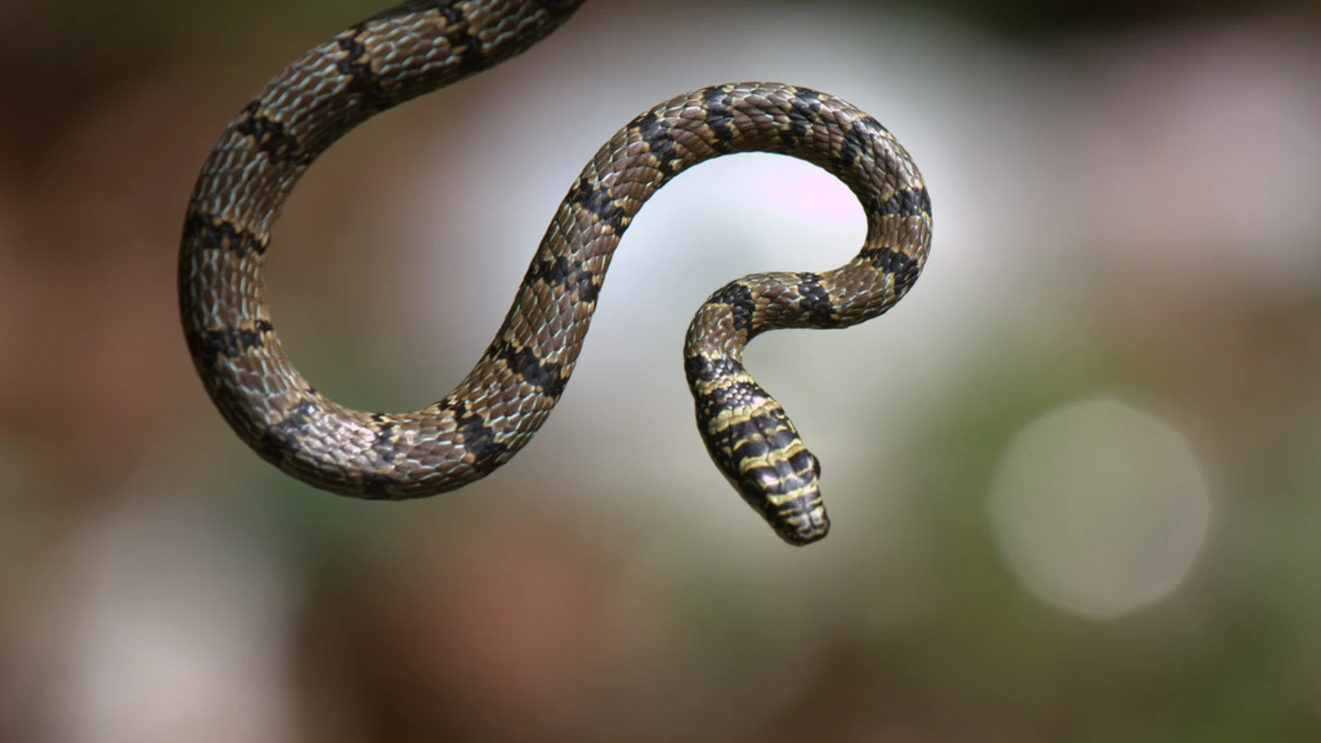 Una serpiente en pleno vuelo, con el cuerpo en forma de S