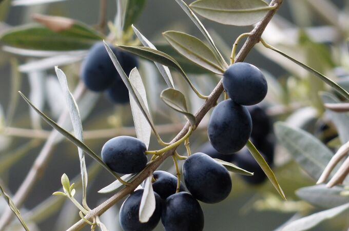 El consumo regular de aceite de orujo de oliva tiene efectos positivos ante la enfermedad cardiovascular