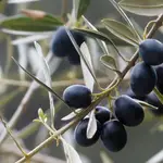 El consumo regular de aceite de orujo de oliva tiene efectos positivos ante la enfermedad cardiovascular