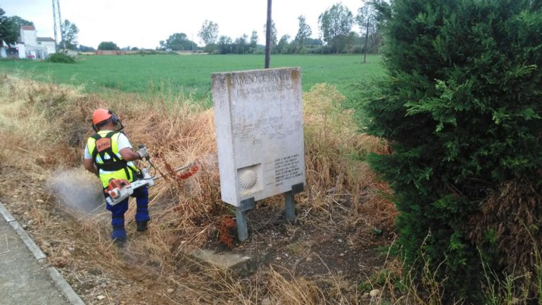 Trabajos de limpieza forestal en la provincia de Palencia