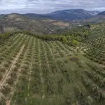 Vista panorámica aérea de un olivar de montaña en Jaén