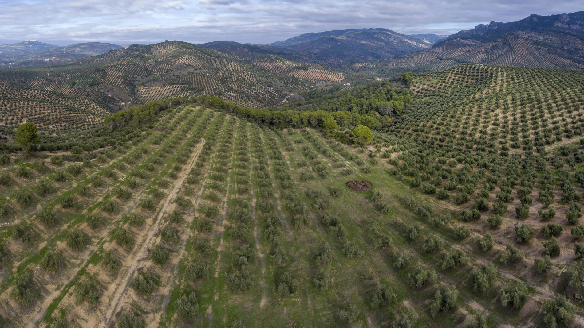 Vista panorámica aérea de un olivar de montaña en Jaén