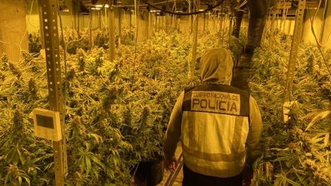 Desmantelada una plantación y punto de venta de marihuana en Toral de Merayo (Ponferrada)