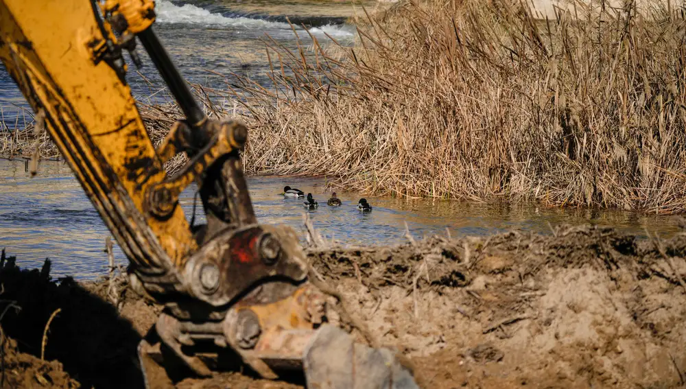 Una excavadora retira este miércoles el islote de sedimentos y residuos en el río Guadalquivir. EFE/Rafa Alcaide