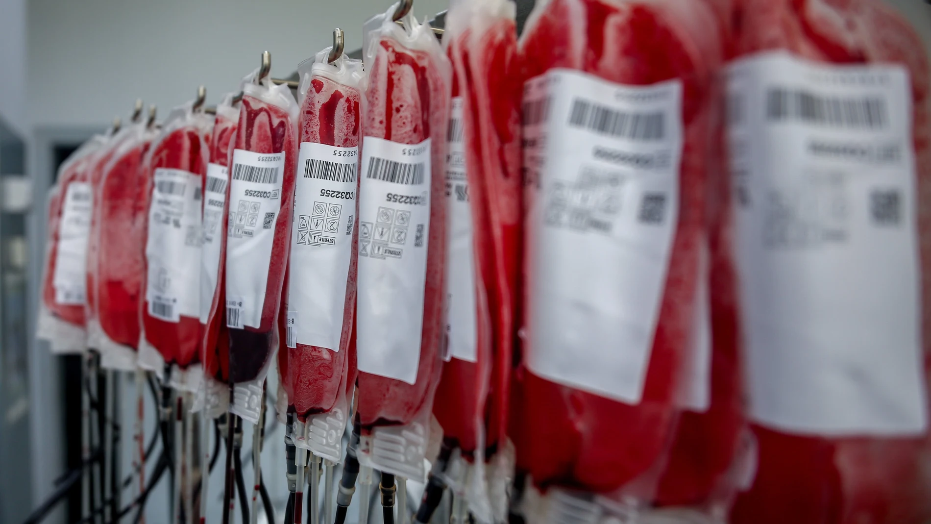 Bolsas de sangre en un laboratorio de transfusión