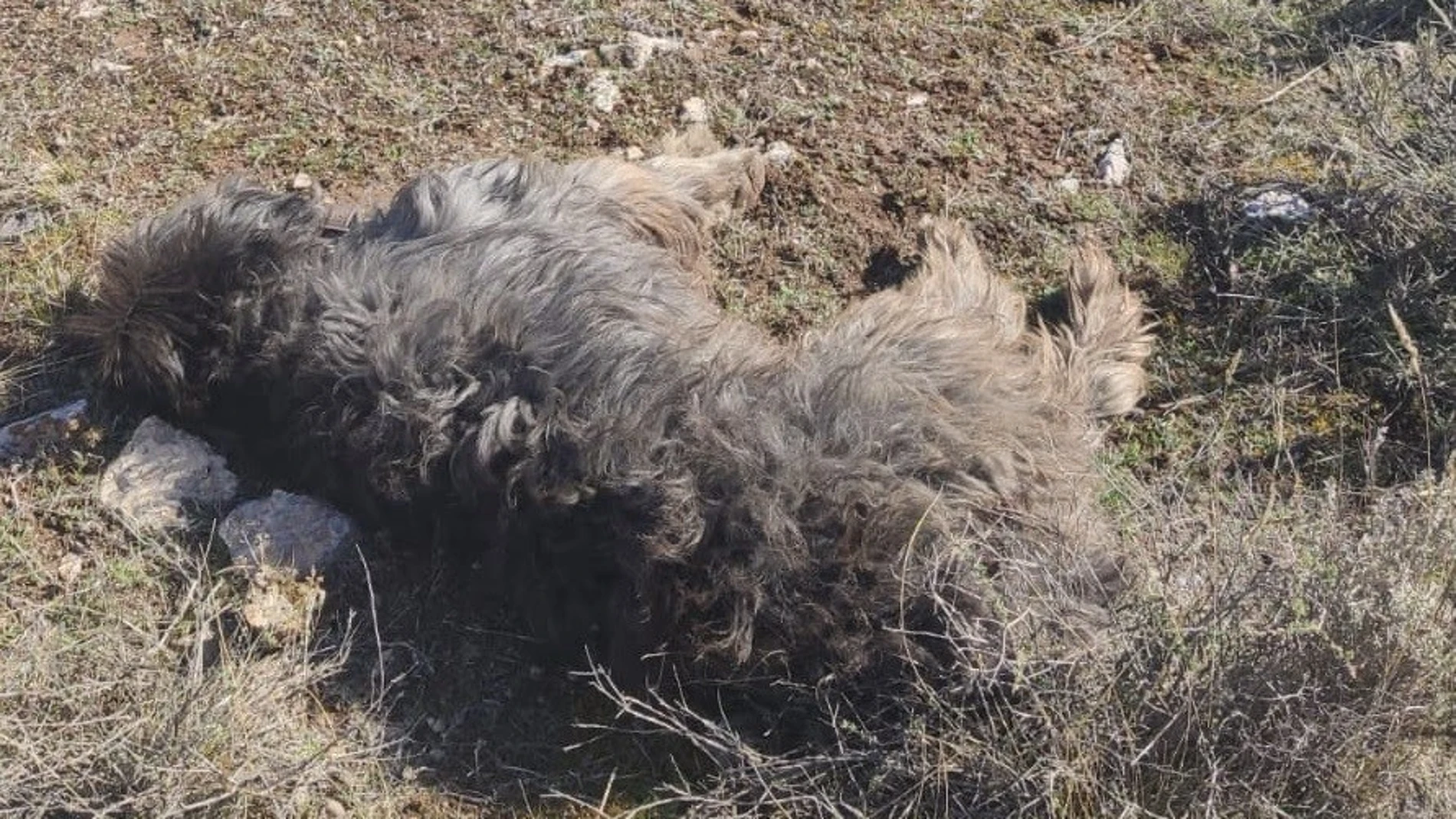 Pacma solicita prisión para un cazador acusado de matar de un tiro a un perro en la Sierra de Baza (Granada). PACMA