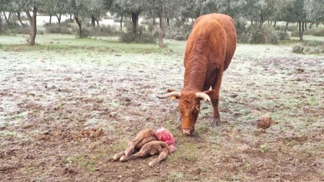 Ataque de lobo en la finca de la comarca de La Armuña (Salamanca)