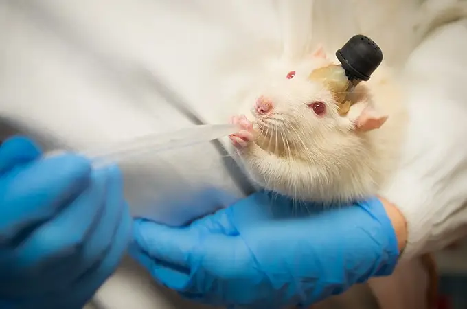 Un “cerebro” humano en el cuerpo de una rata