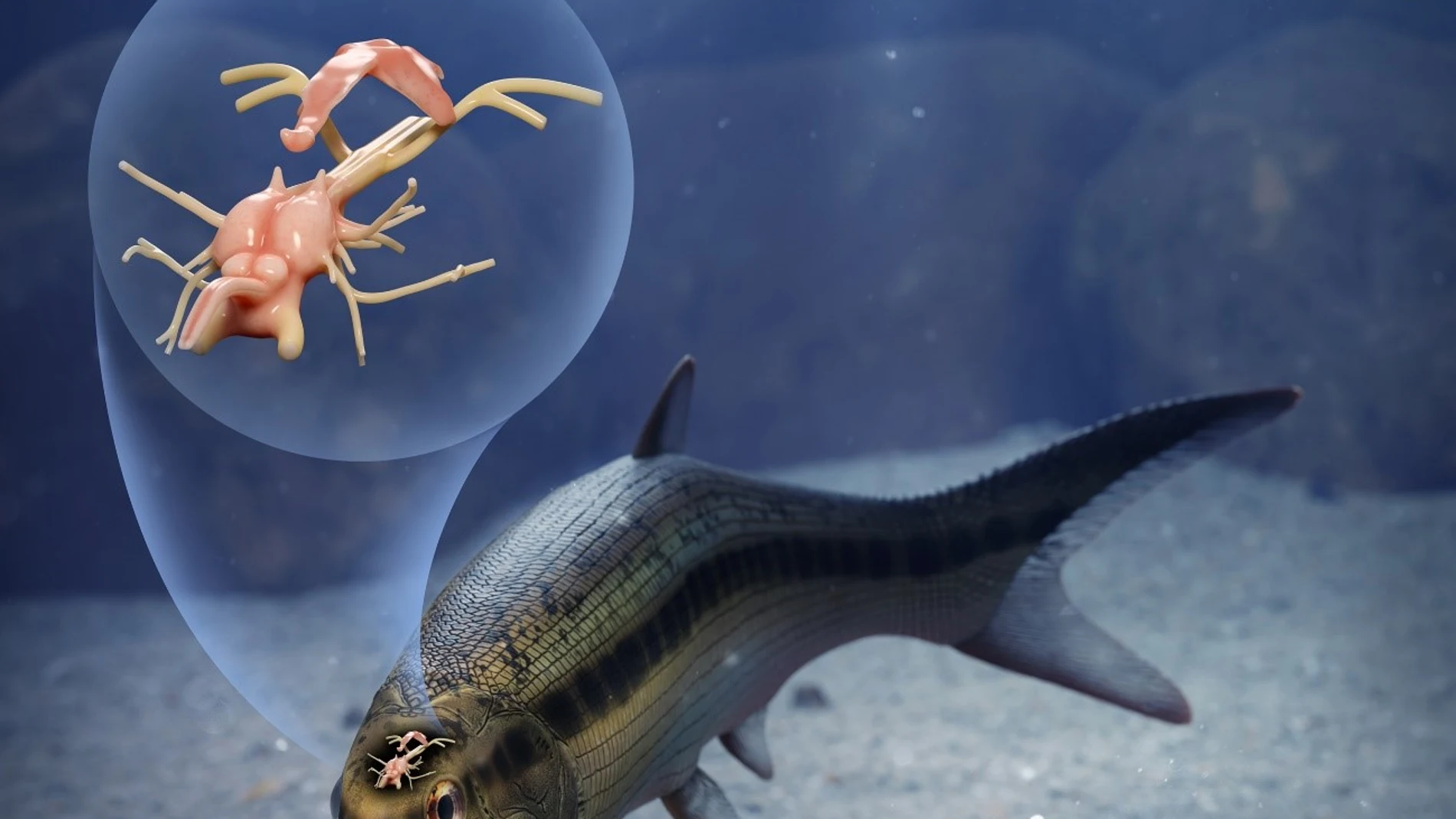 Interpretación artística de un extraordinario pez de 319 millones de años que conserva el primer cerebro fosilizado de un animal vertebrado. Crédito de la imagen: Márcio L. Castro.