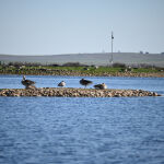 Vista de aves en las Lagunas de Villafáfila