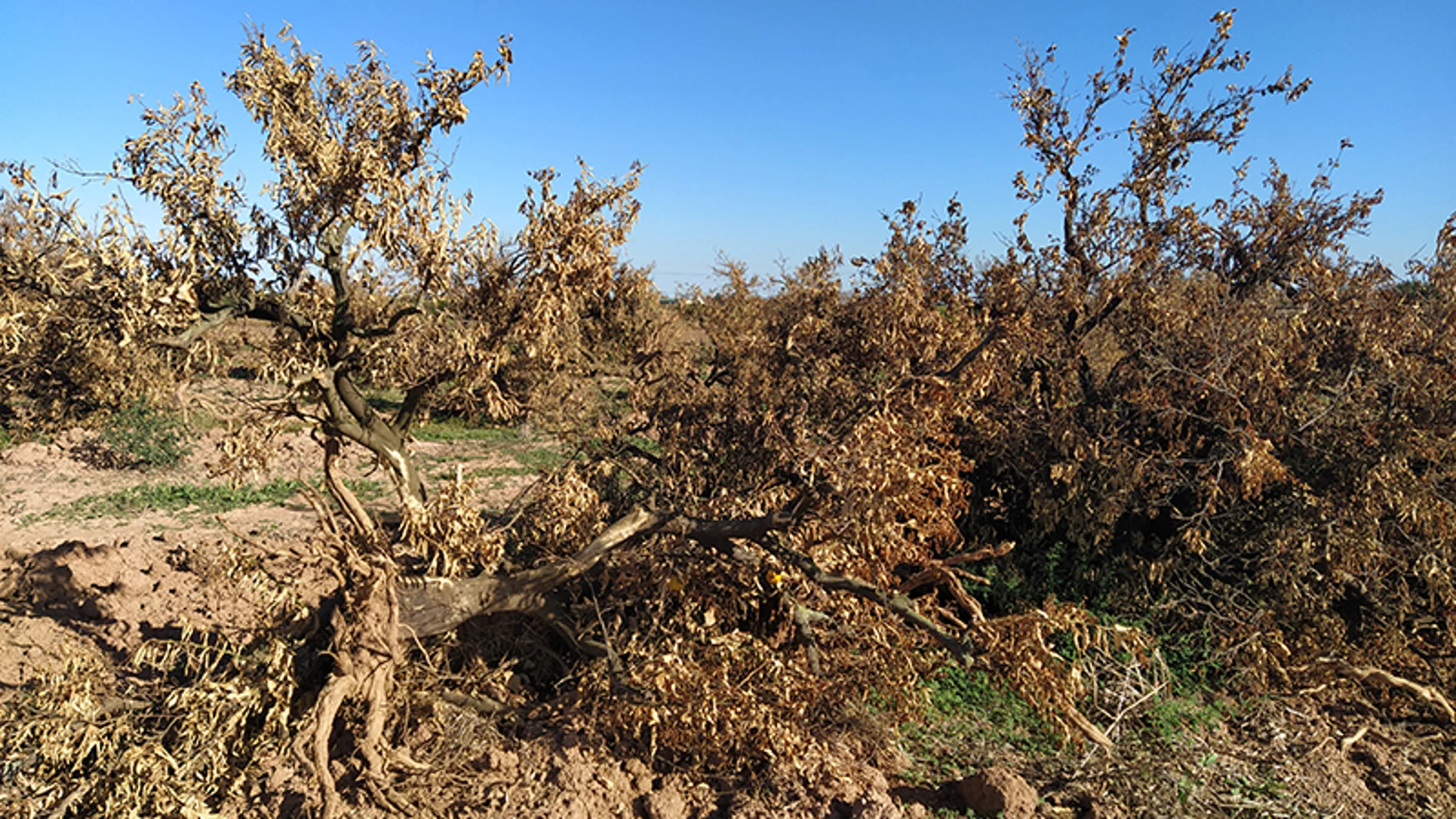 Imagen de tierras de cultivo abandonadas en la Comunidad Valenciana