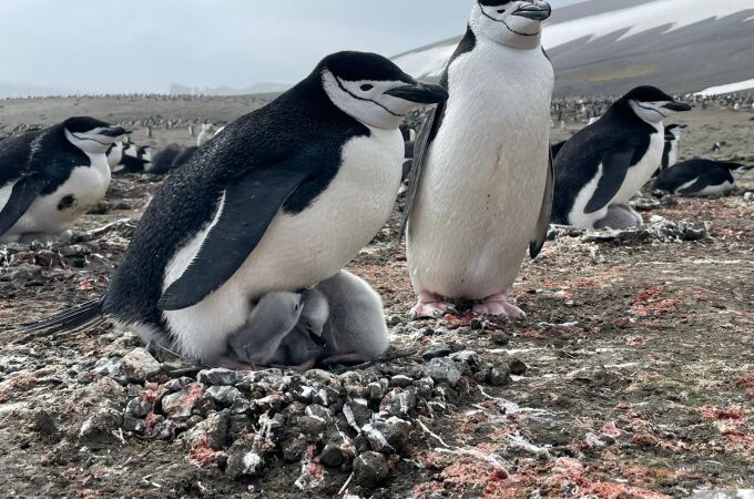 Investigadores de varias instituciones europeas analizan la personalidad y la migración de varias poblaciones de pingüinos