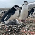Investigadores de varias instituciones europeas analizan la personalidad y la migración de varias poblaciones de pingüinos