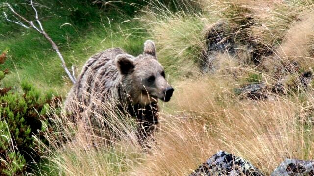 Oso pardo salvaje en el Cordillera Cantábrica. 