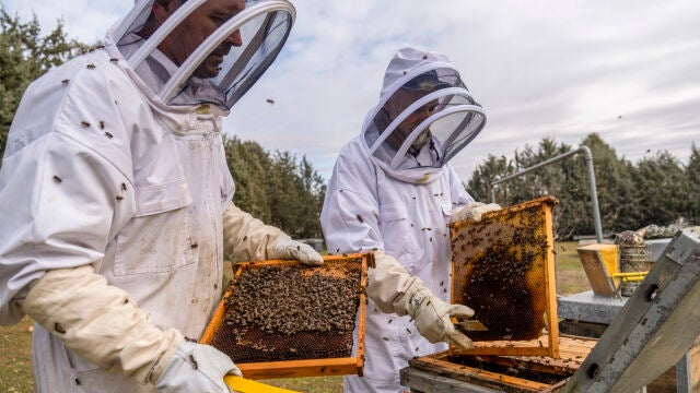 Una vacuna para abejas testada en la tierra de la miel