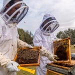 Una vacuna para abejas testada en la tierra de la miel