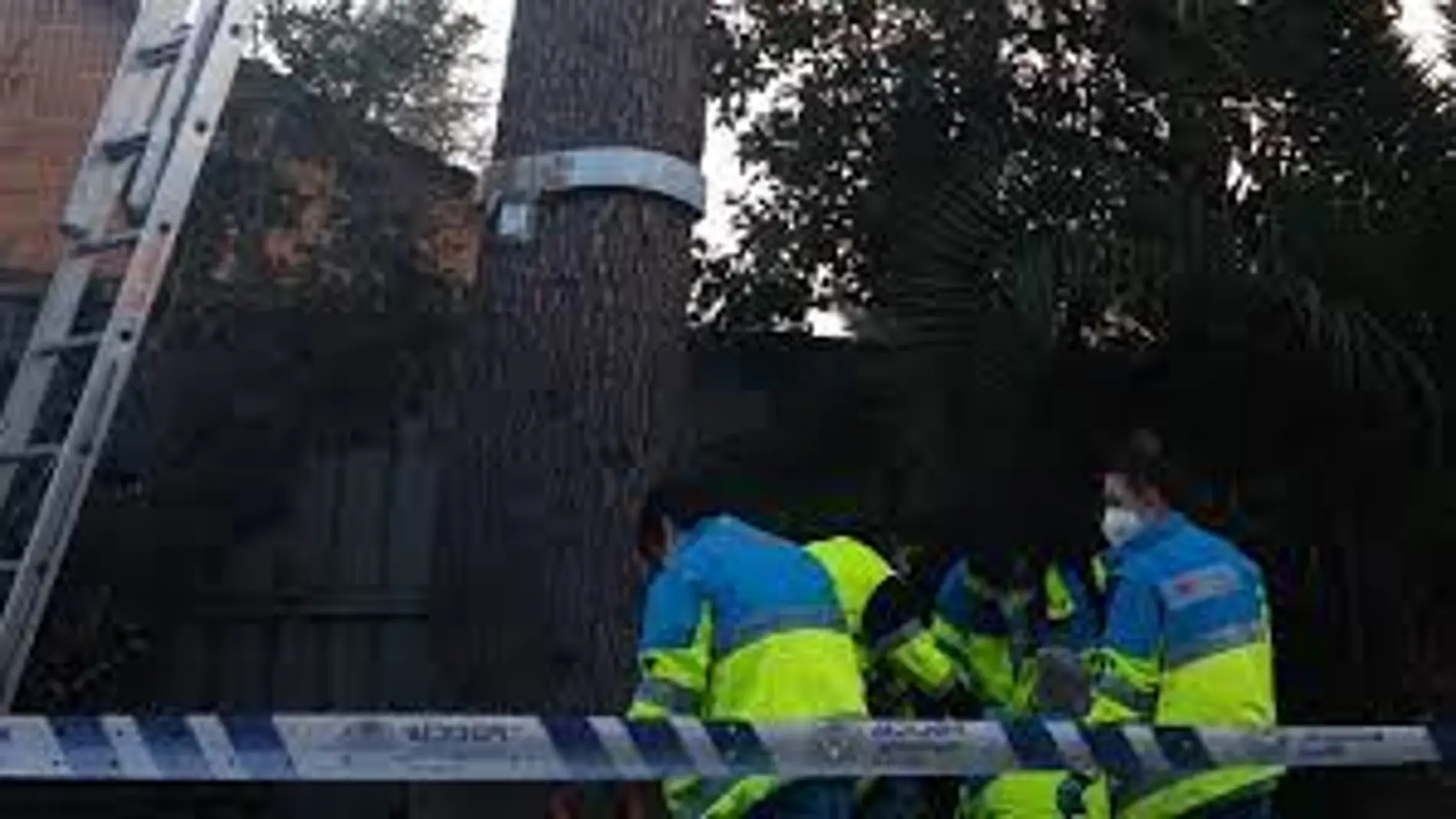 Muere en Madrid un trabajador tras caer de un árbol desde 10 metros de altura