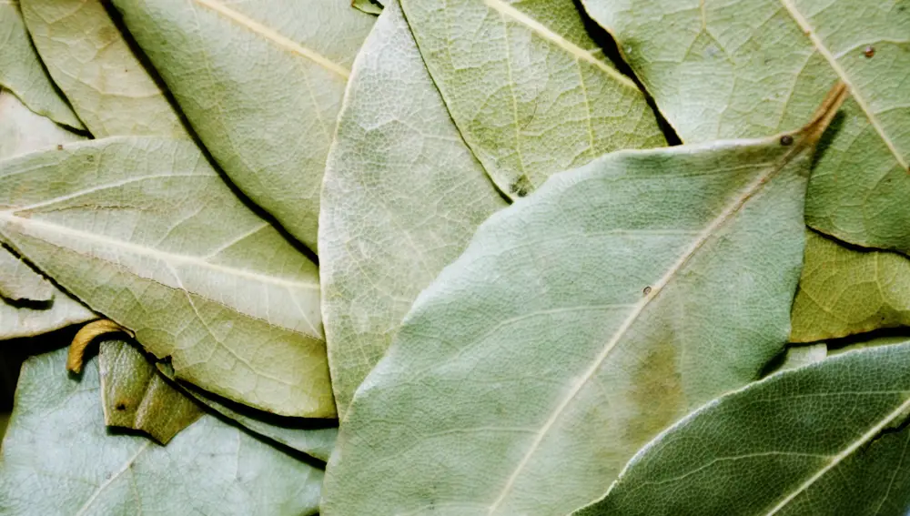 El proceso de secado de las hojas de laurel mejora su sabor, eliminando el amargor. Sin embargo, también suaviza bastante su olor