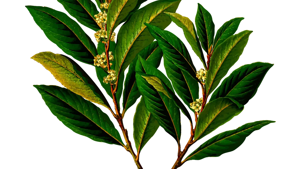 Las hojas del laurel son ricas en vitaminas y minerales. Además, tiene una potente acción diurética, antiinflamatoria y digestiva