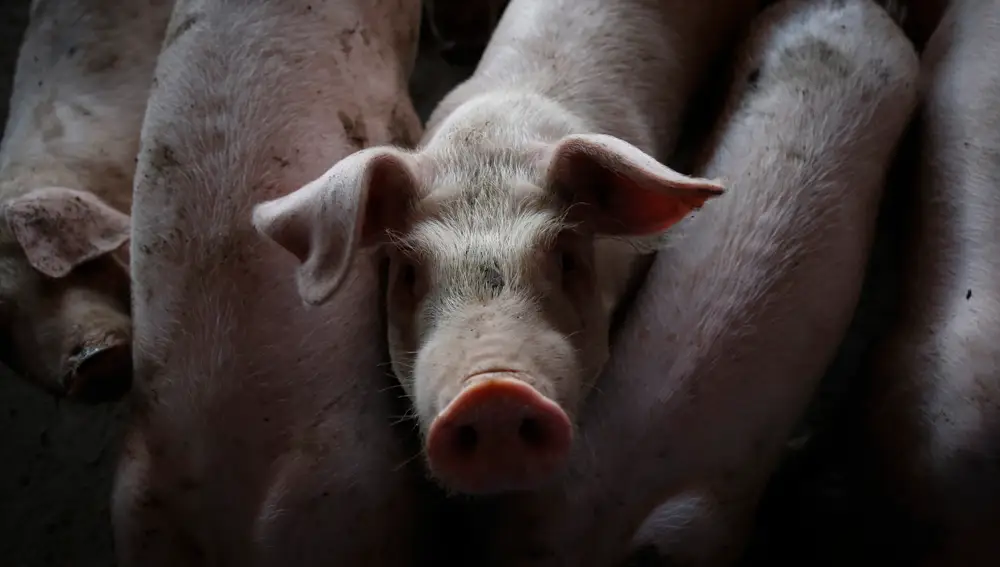 Ganaderos mexicanos innovan con vacunas para mejorar la salud de los cerdos