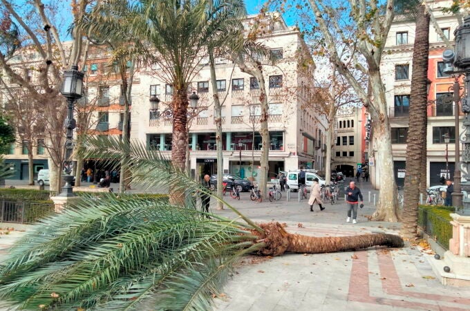 Palmera de gran tamaño se ha desplomado sobre el pavimento por el fuerte viento hoy en Plaza Nueva de Sevilla